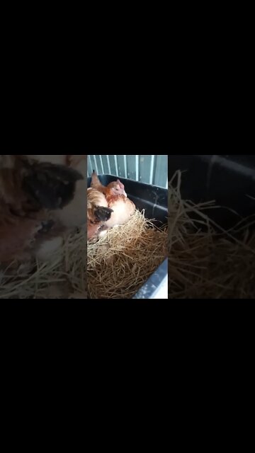 Forest has a baby chick