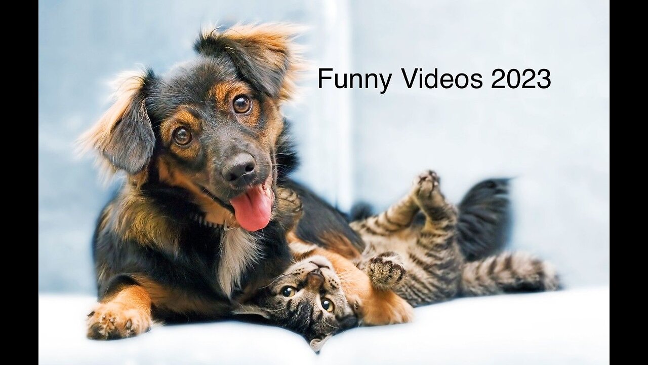 Dogs and Cats Funny Animal Videos - Best Funny Animal Videos Of The 2023 🤣 - Funniest Videos #ADK