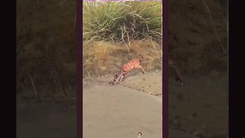 Nasceu de novo kkkk #shorts #jacaré