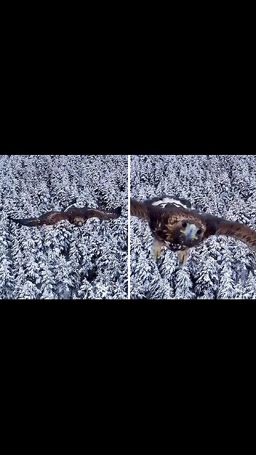 Majestic Eagle goes after flying drone