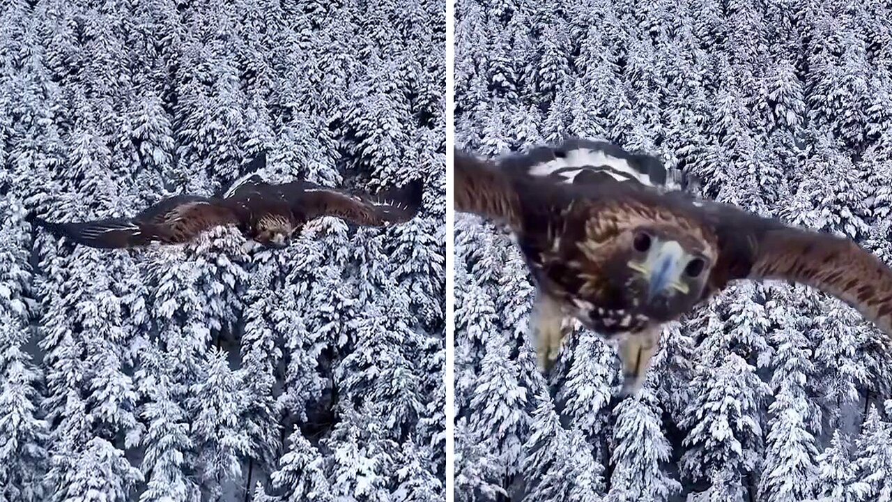 Majestic Eagle goes after flying drone