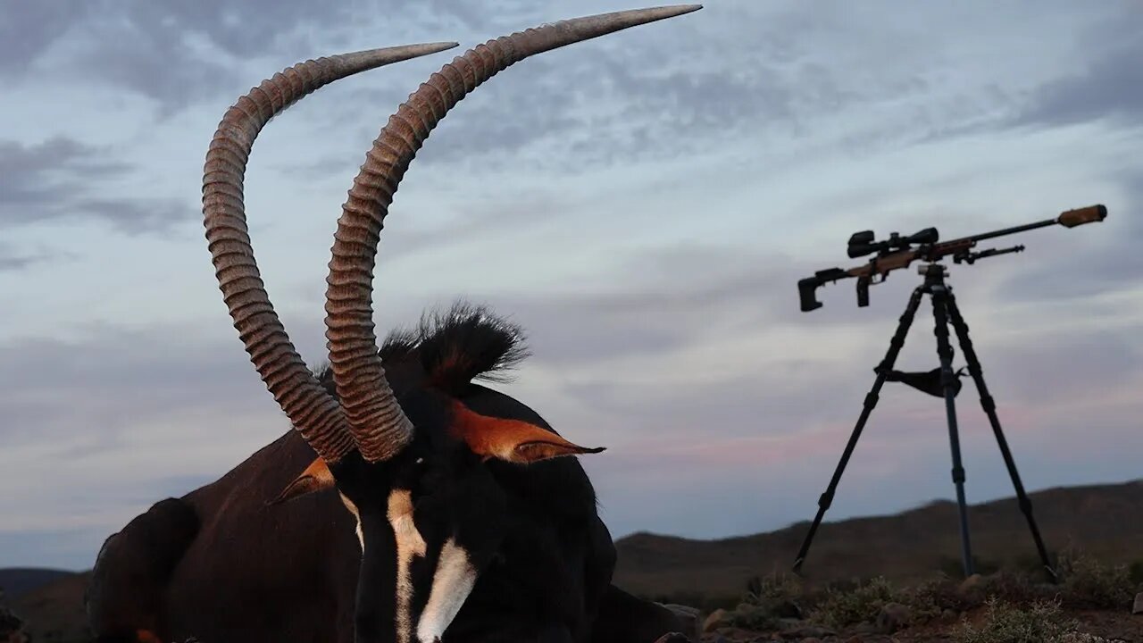 The Ultimate Sweeping Bull Of A Lifetime!