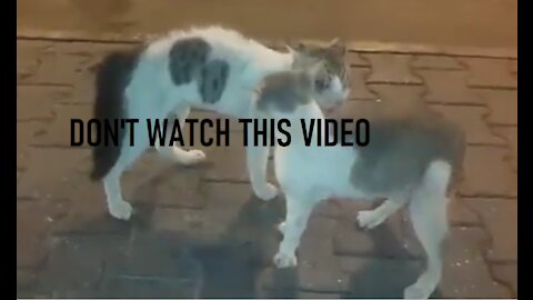 CAT FIGHTS, IT'S A VERY UNFORTUNATE THING (DON'T WATCH THIS VIDEO)