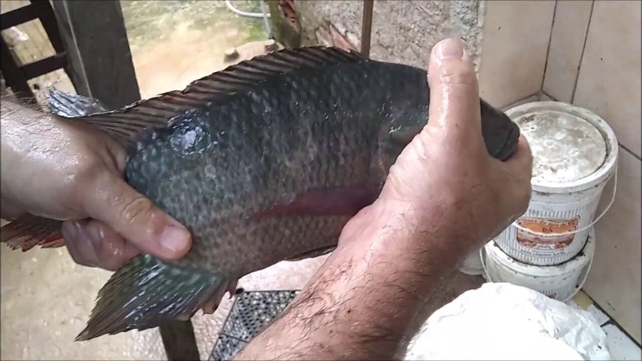 aquaponia e seus benefícios