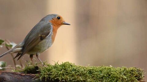 Robin Bird in forest Free stock footage Free HD Videos no copyright