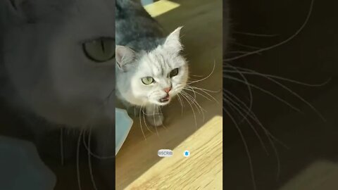 funny cat videos | cute cat videos| cute animals funny cats #shorts #shortsfunny #cutecat #funnycat