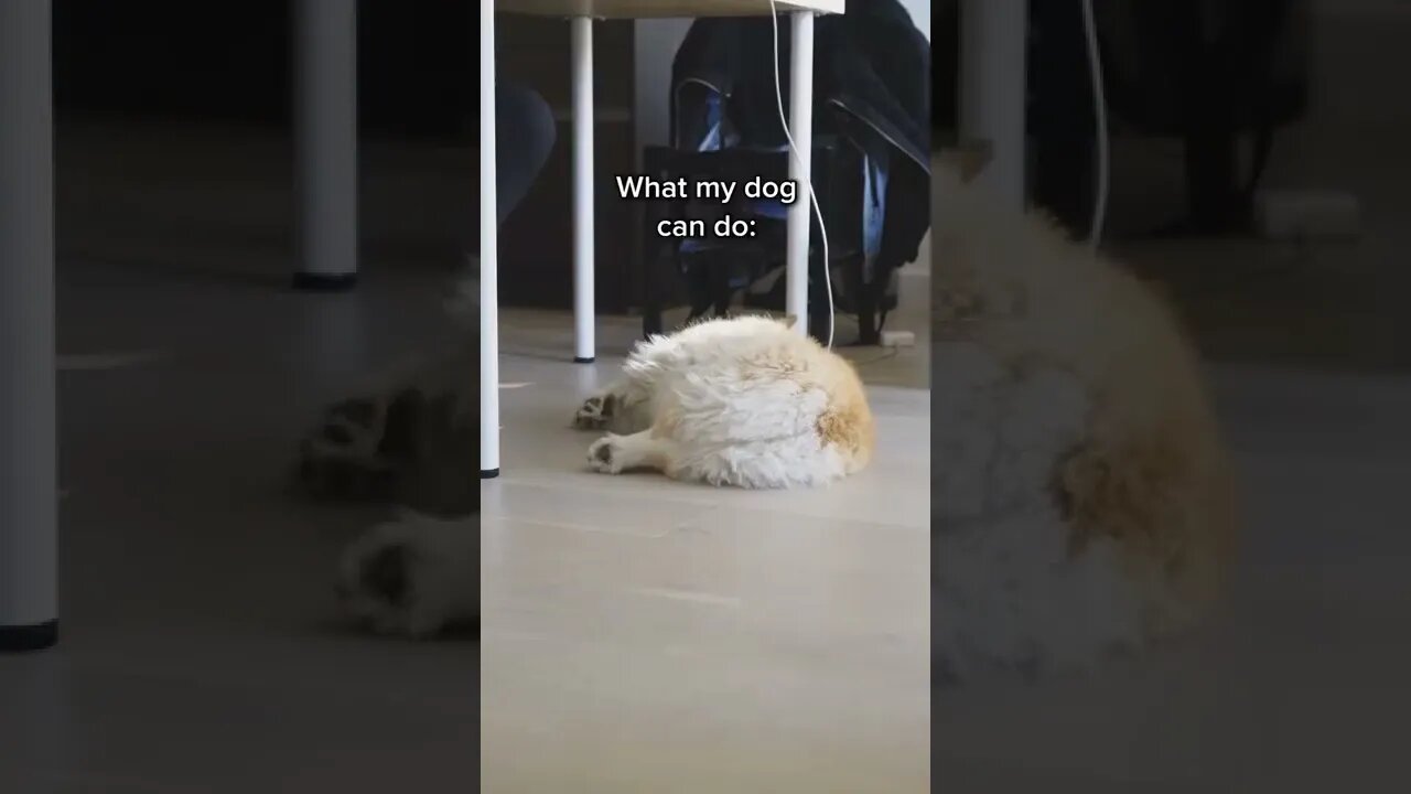 Your Dog Vs My Dog. 😂 #short