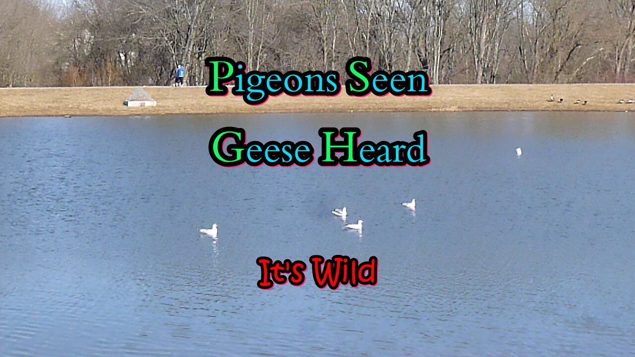 Pigeons Seen Geese Heard