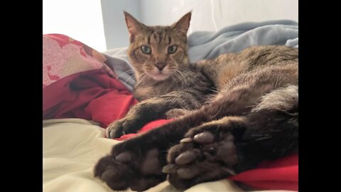 My Cat Zoe Recently Crossed Over
