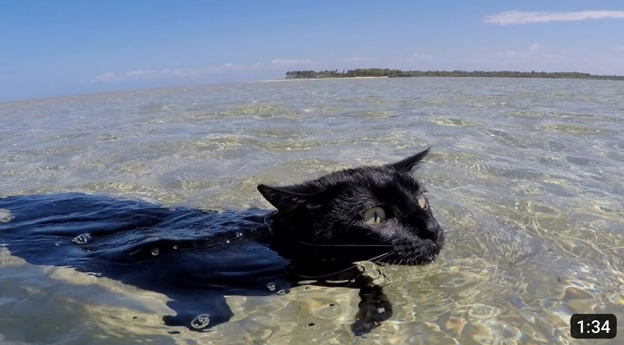 Cat loves to swim and doesn't want to stop!