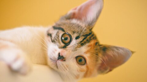 The Best Funny Cat Videos: The Cutest Cat Videos Part 4
