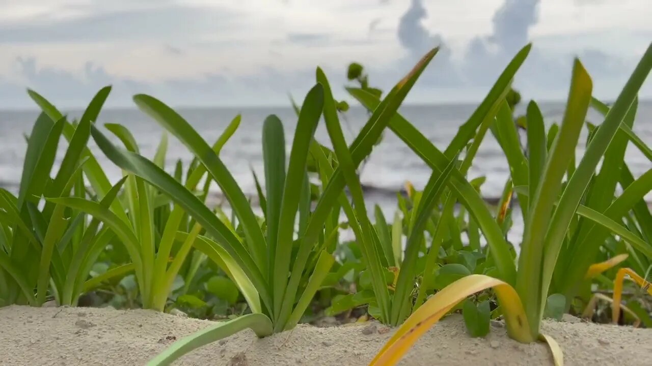 Ocean waves and wind at Cancun on a Caribbean beach, natural sounds with soft ambient music.