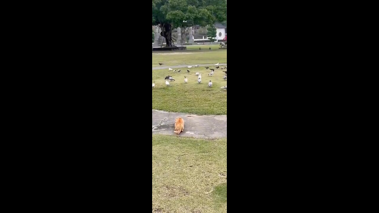 Cat catching a bird