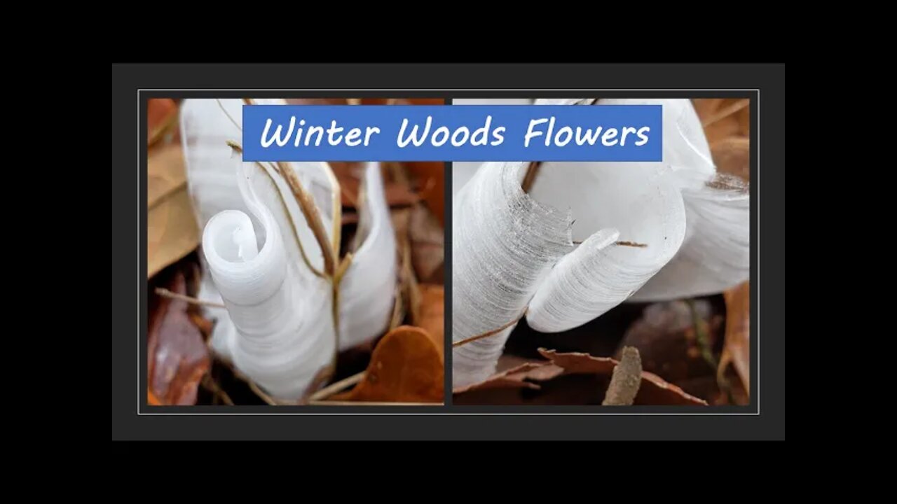 Frost Flowers & More! Exploring Southern Illinois Winter Woods.