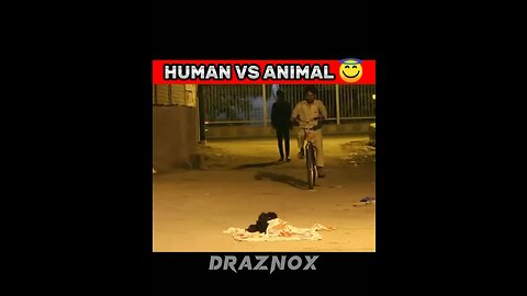 Pov human vs animal 👊