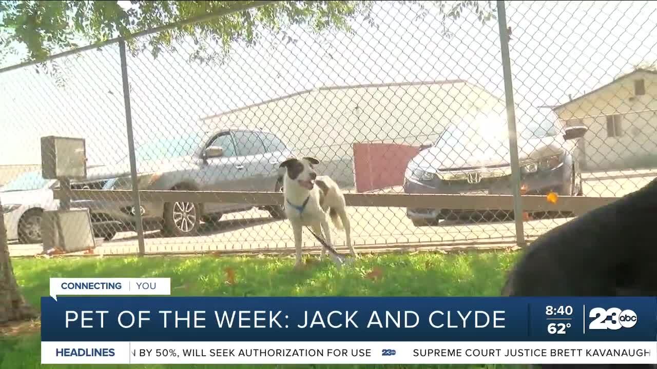 Pet of the week: Jack and Clyde