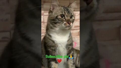 #youtubeshorts my cute cat YouTube please viral my video😂