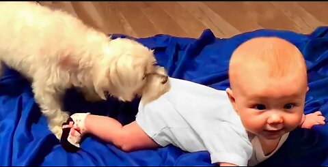 Adorable Babies Playing With Dogs Compilation - Funny Baby And Dog Videos -- Just Laugh