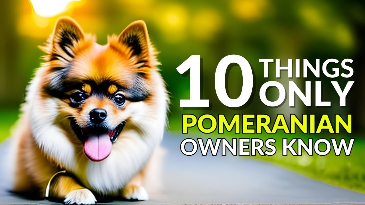 10 Things Only Pomeranian Owners Understand