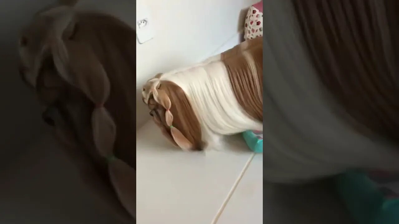 Ai eu pergunto a aucês “tem quem guente “?! cabelo mais lindo