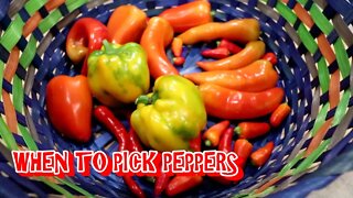 When to pick your peppers? How to know when to harvest peppers!