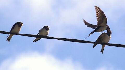 Birds Chick Meals Son Nature Sky Swallows