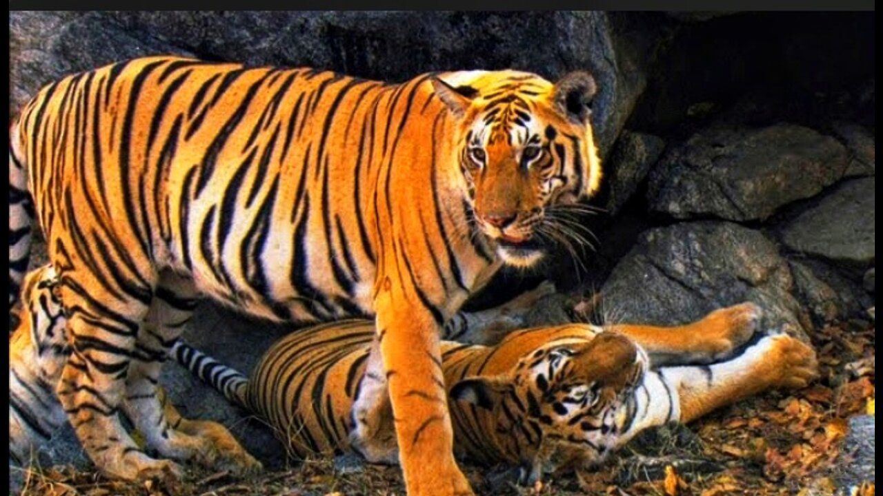 #Tiger funny video #Tiger Prank