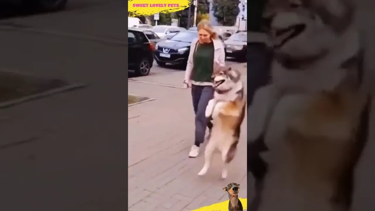 🤪 Funny Jumping and Walking Dog 🐶 #Shorts