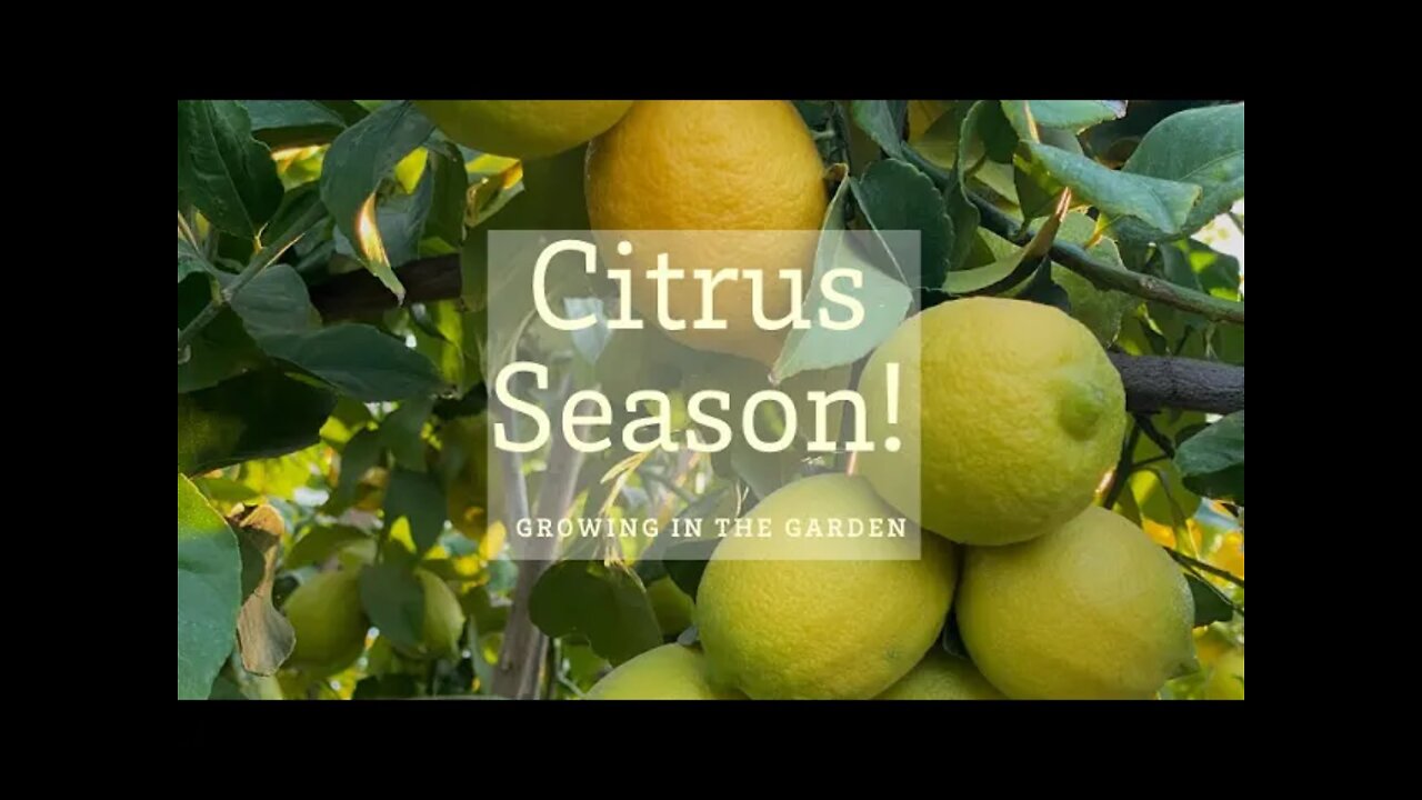 Citrus Season! Here’s what’s growing in my yard right now