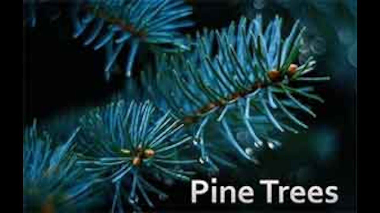 PFTTOT Part 147 Benefits of White Pine