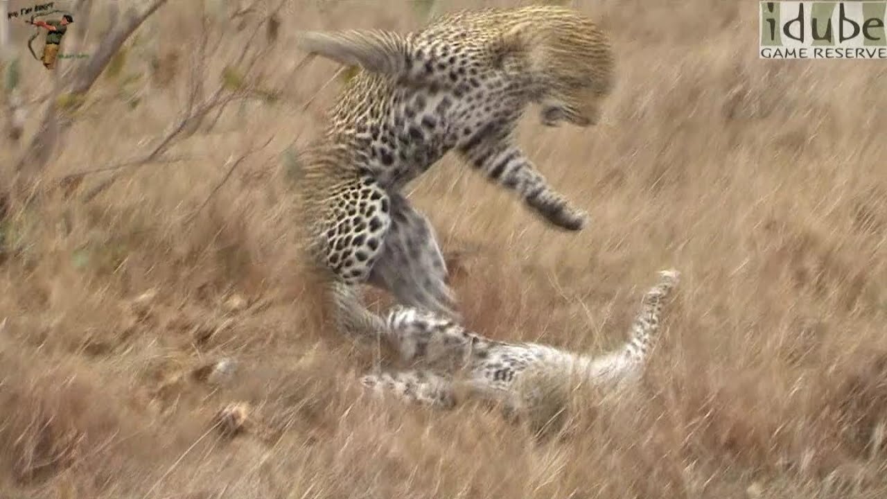 WILDlife: Pairing Leopards - Hard and Rough! (HD)