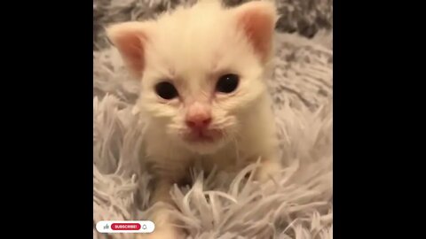 cute cat videos 😹 funny videos 😂1014