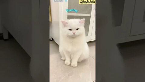 cute cat videos 😹 funny videos 😂 849 😻