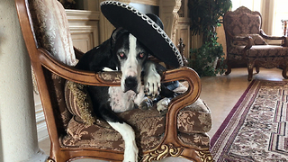 Funny Great Dane in Plies Rap Video Sombrero