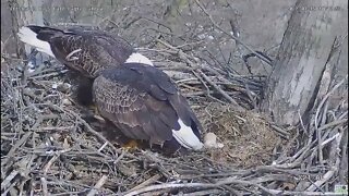 Hays Eagles Dad brings Mom a fish for breakfast 2022 03 15 10:11am
