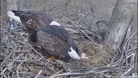 Hays Eagles Dad brings Mom a fish for breakfast 2022 03 15 10:11am