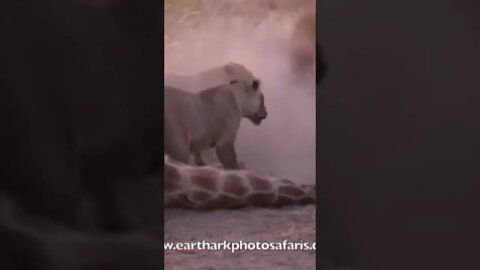 أبناء الأسد سيكا كاما يهاجمون أسداً دخيلا