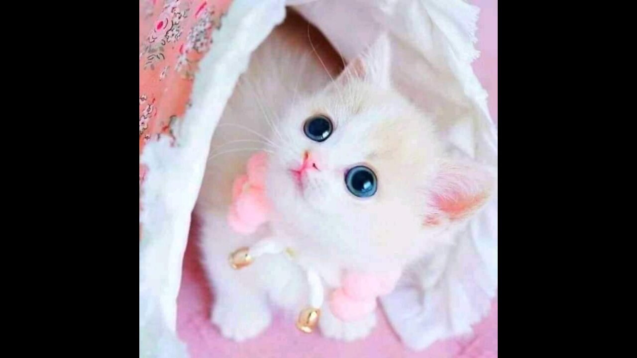 Cute kittens and cats videos compilation--6