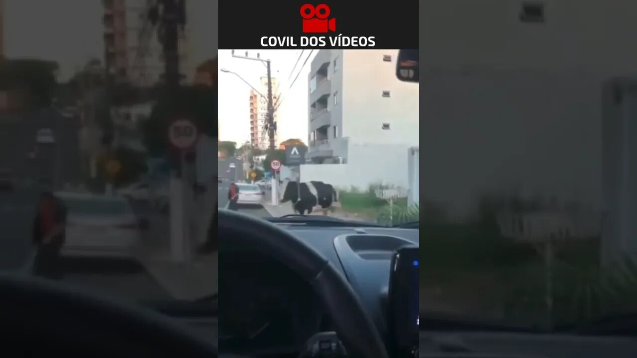 Vaca atropela motoqueiro