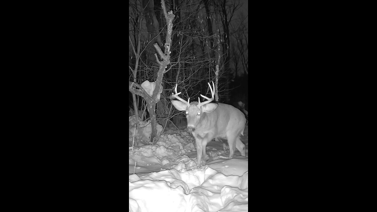 Very Cold Night For This Buck