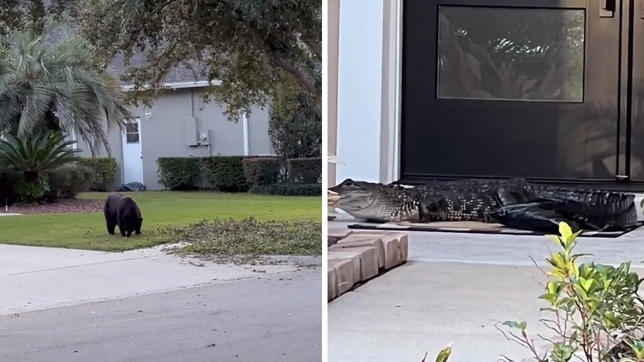 Bears And Alligator Invade Neighborhood Block