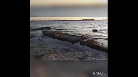 Cape clawless otters come for visit