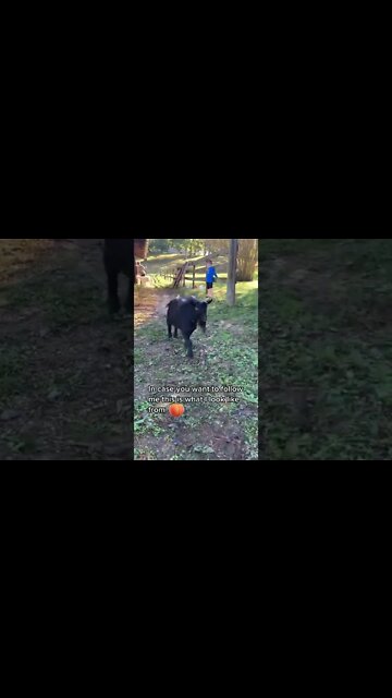 What I Look Like from Behind #shorts