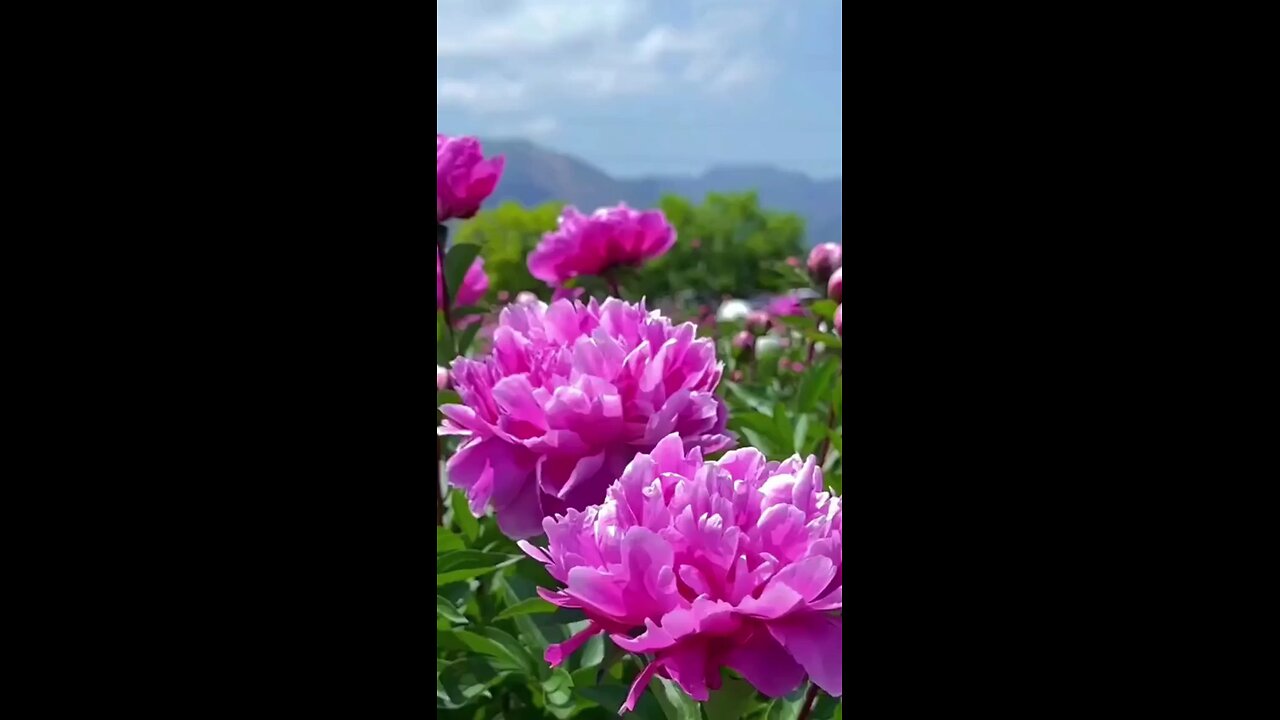 beautiful nature flowers