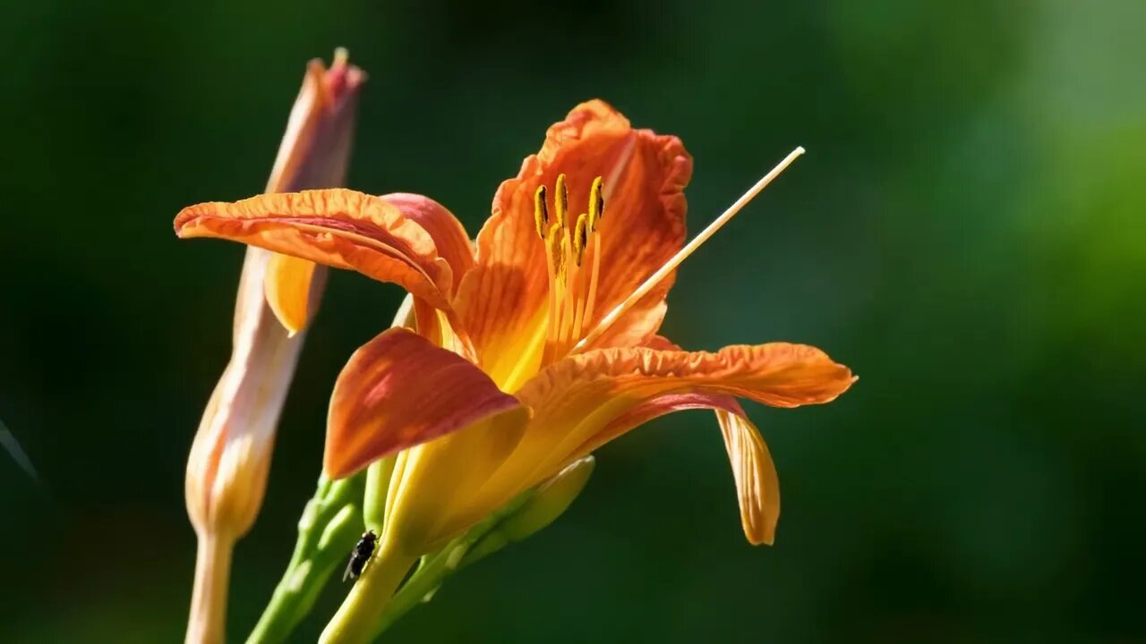 lor Lírio Laranja Florescer Flora Natureza