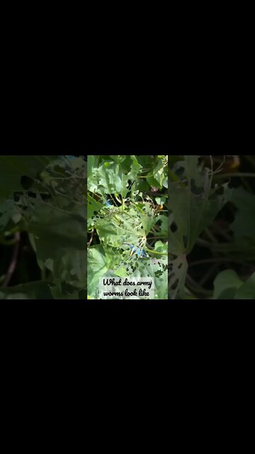 What do army worms look like