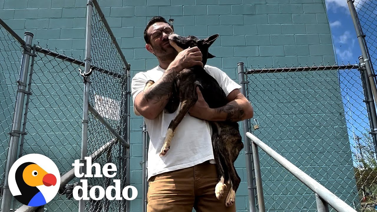 Skinny Rescue Dog Finds A Home And Doubles
