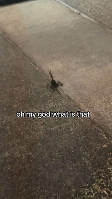 🦞 Fear me, Makalee! 🦞 For I am the night!