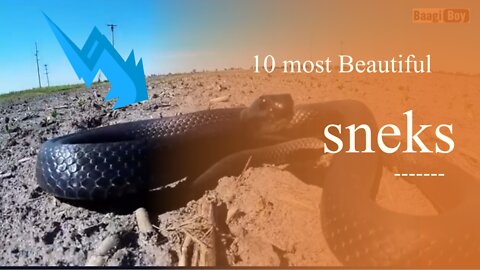 10 most beautiful sneks in the world in english