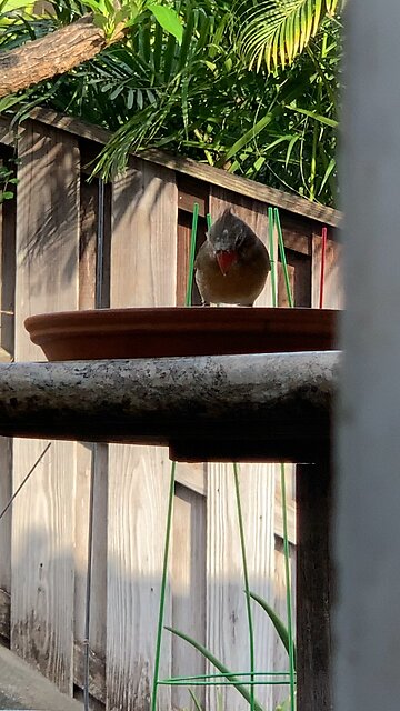 Backyard Birds Hawaii Northern Cardinal